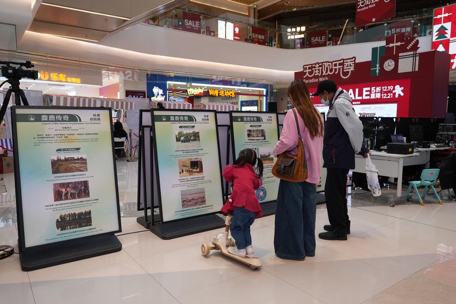 顾客观看麋鹿传奇展