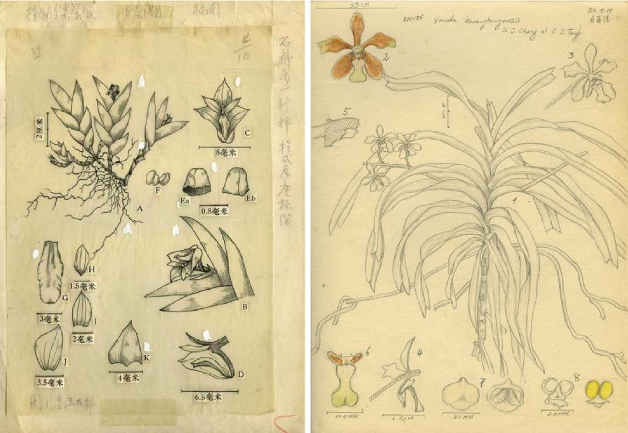 左图：昌江石斛（唐振緇绘制）；右图：广东万代兰（程式君绘制）