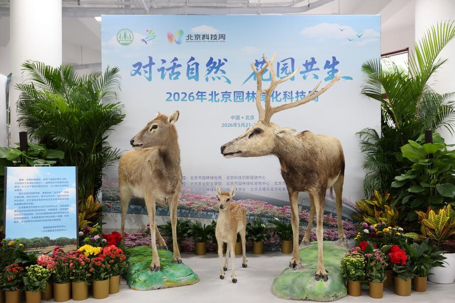 图5.麋鹿标本在主展区入口展示