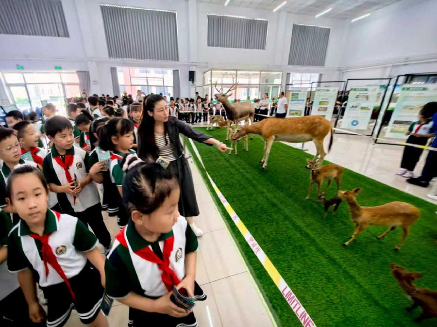 麋鹿标本进校园科普展示