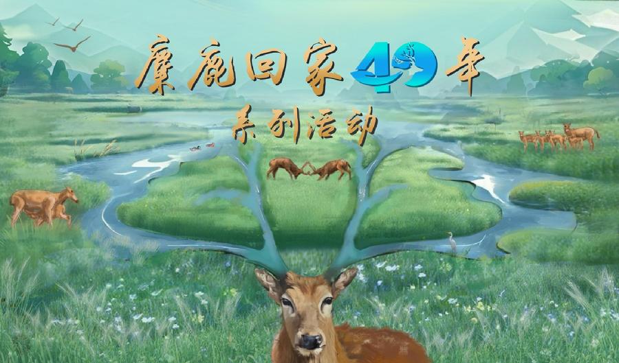 麋鹿回家40年