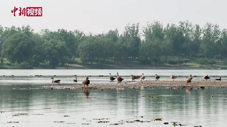 鸿雁成群、&ldquo;鹿&rdquo;丁兴旺：北京南海子的生物多样性答卷